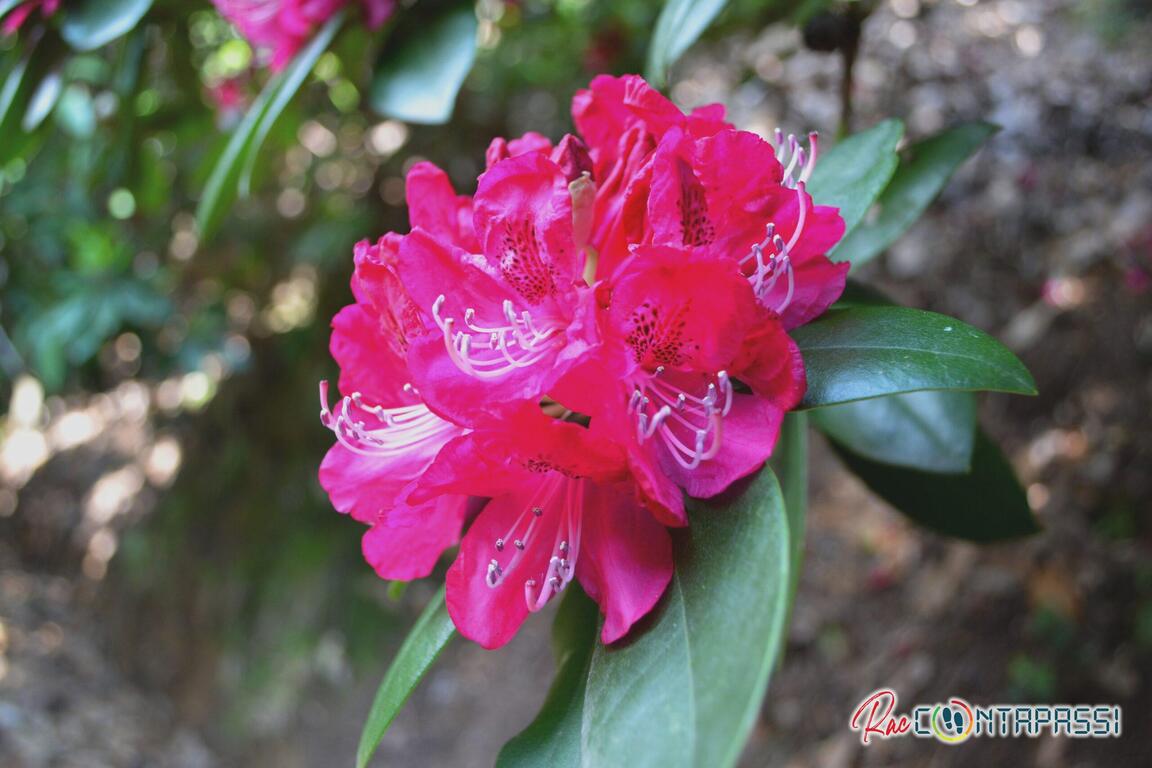 Parco della Burcina Rododendri