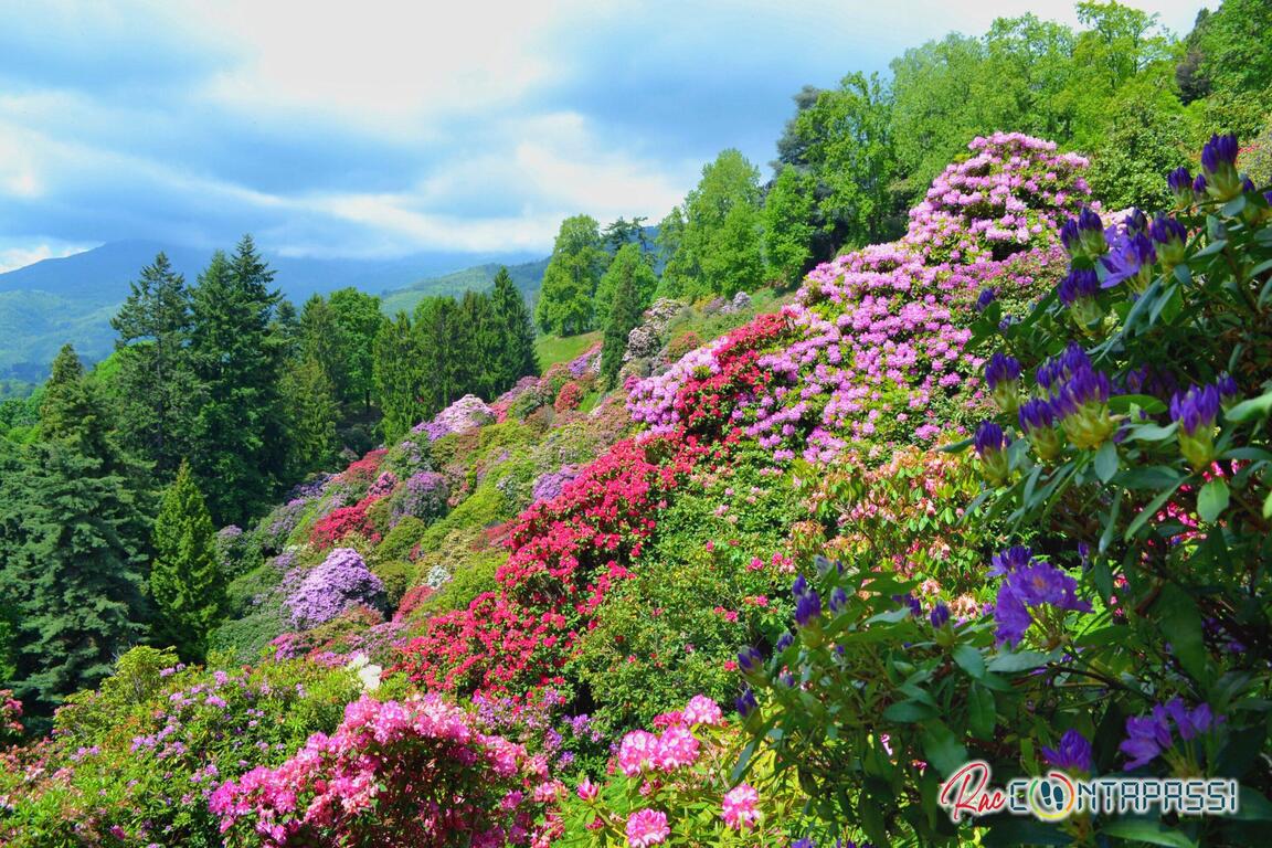 Parco della Burcina Rododendri