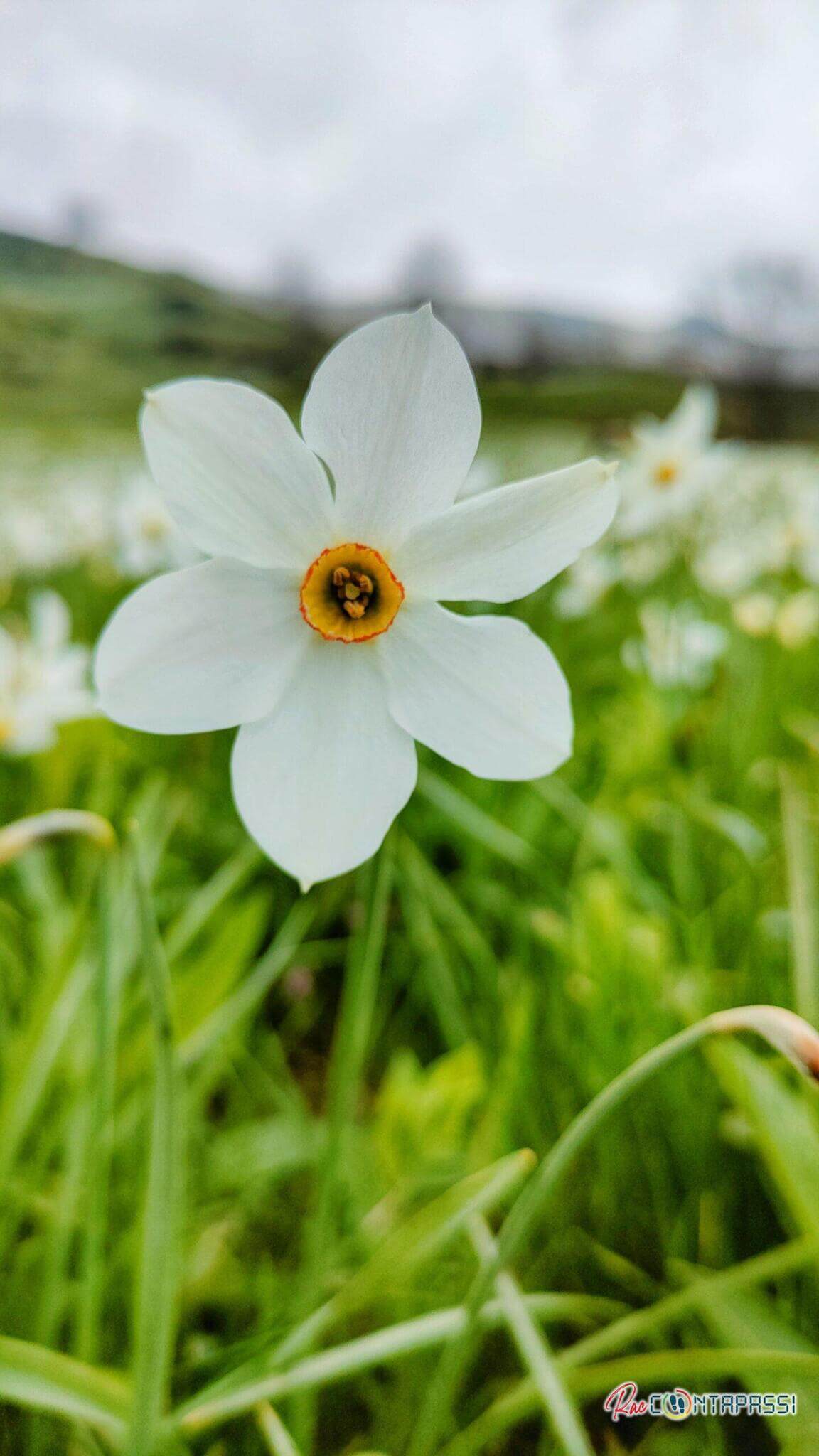 Narcisi Valchiusella e Valle Sacra