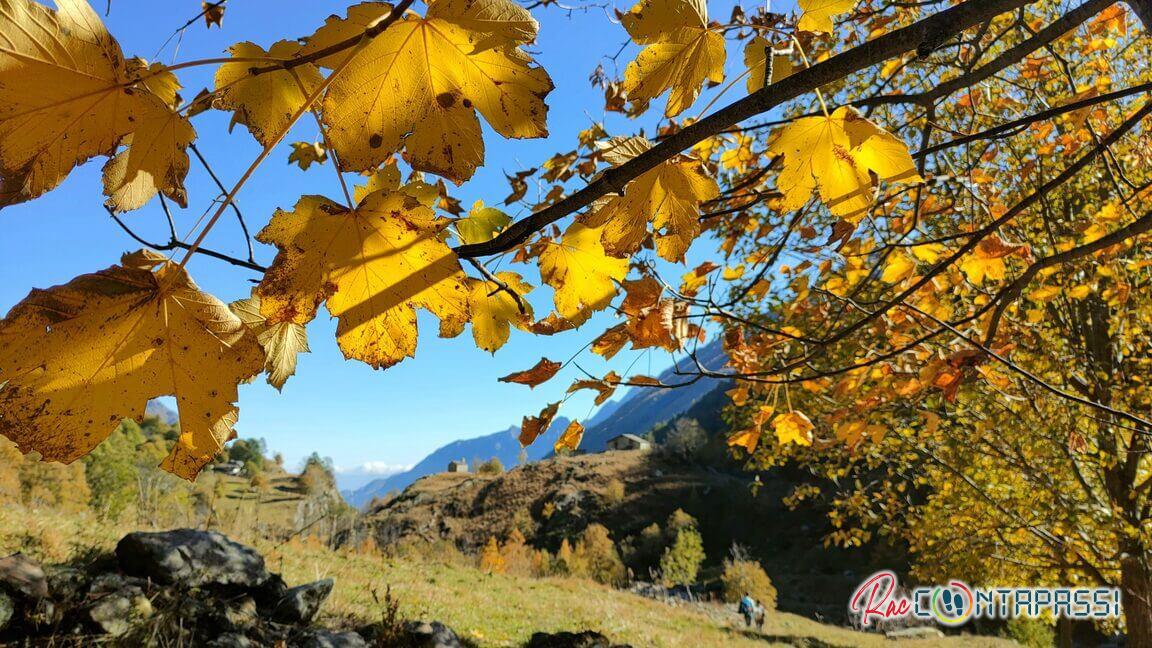 foliage-provincia-torino-foliage