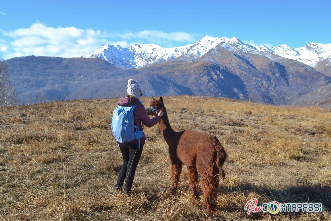 trekking-alpaca-piemonte