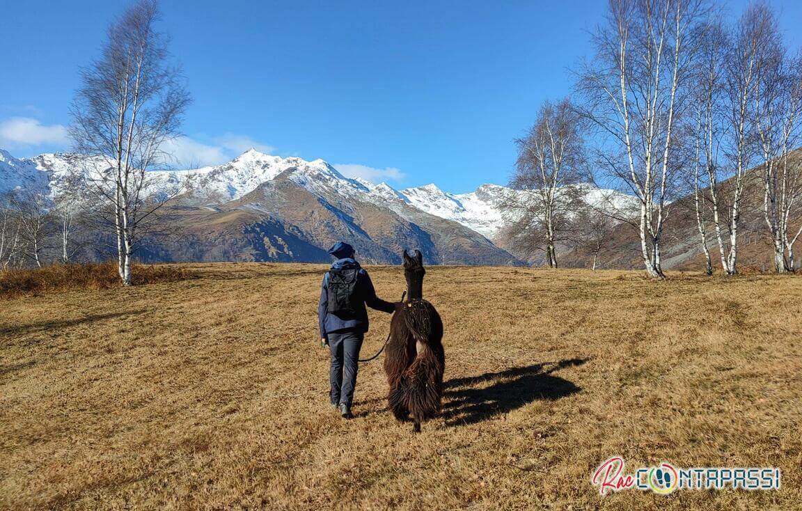 trekking-alpaca-piemonte