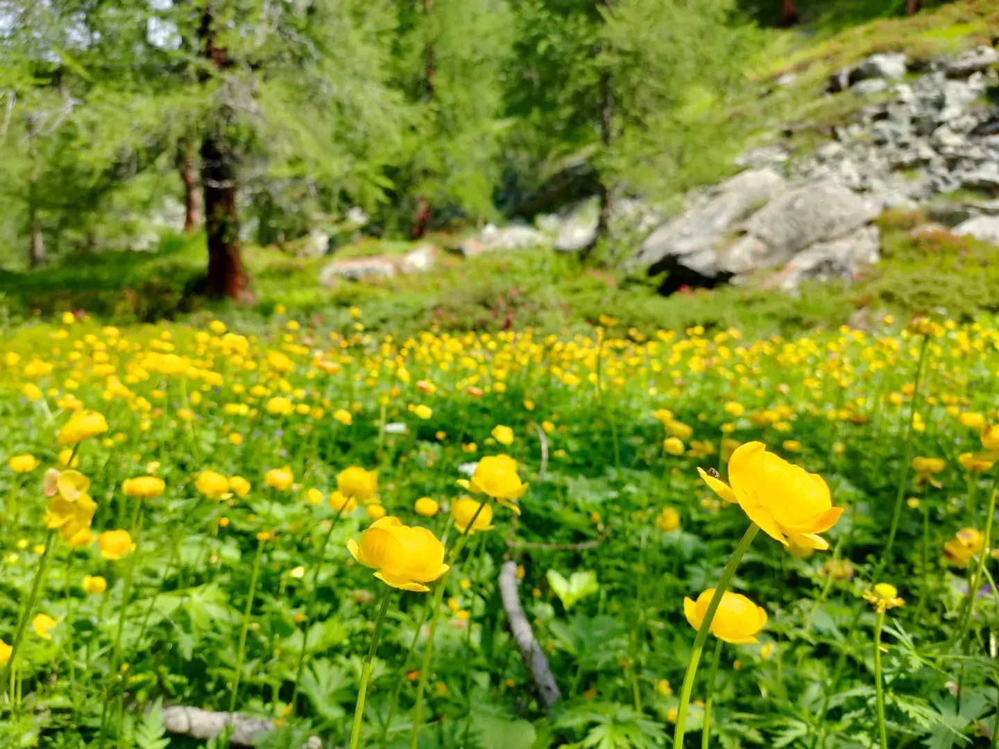 cime-bianche-vda (1)